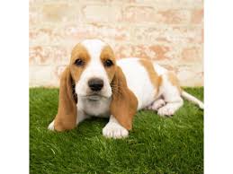 The basset hound dog is a breed that has a small stature and a long torso. Basset Hound Dog Male Lemon White 2876877 Petland Heath Oh