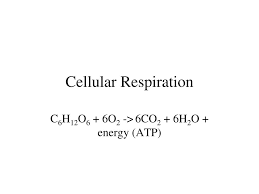 Ppt Enzymes Metabolism Cellular Respiration Photosynthesis Global Warming Powerpoint Presentation Id 1169957