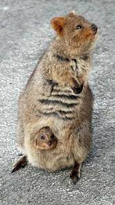 Wenaakk Niedliche Tiere Susse Tiere Tierbilder