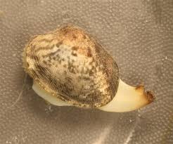 Image result for Hyparrhenia rudis