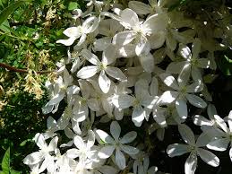 Maybe you would like to learn more about one of these? Clematis Armandii