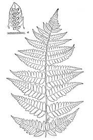 I paced round the haunts of my childhood. How To Know The Ferns 7th Ed Group Vi Wikisource The Free Online Library