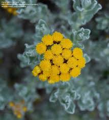 Image result for Helichrysum aureo-nitens