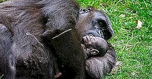 We did not find results for: Combien De Types De Gorilles Y A T Il 2021