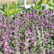 Image result for Teucrium