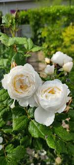 Majestätische edelrosen, üppige ramblerrosen oder kleine zwergrosen. Uetersener Klosterrose Kaufen Kletterrose Agel Rosen