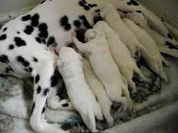 Chesapeake bay retriever (usa), chow chow. Dalmatian Puppies 9 Days Old Youtube