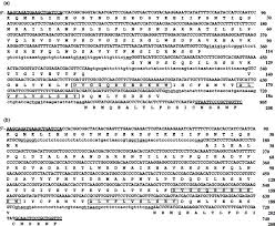 Encontre previsões de mercado, kwi finanças e. Specific Distribution In Homobasidiomycete Hymenophores Of The Transcripts Of Ras Protein And G Protein A Subunit Genes Sciencedirect