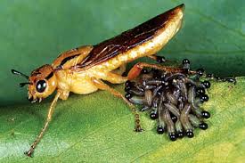 Image result for Cyperus breviradius