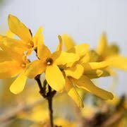 L'apice delle foglie è arrotondato, mentre i margini sono regolarmente crenulati; Piante Da Giardino A Fiore Giallo