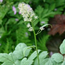 Image result for Pouchetia baumanniana