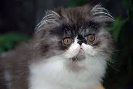 Here you will find what we have for sale. Precious Black White Male Persian Kitten Persian Kittens White Persian Kittens White Cats