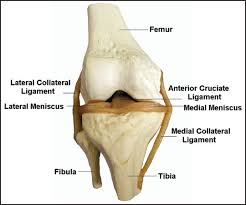 How a meniscus tear is treated · heel slides. Rehabilitation Of Knee Injuries Musculoskeletal Key