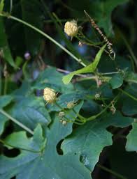 Image result for Coccinia adoensis