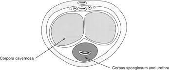 On its ventral aspect, it splits to envelop corpus spongiosum in a separate. Erectile Failure And Its Management In An Infertility Clinic Chapter 16 Male Infertility