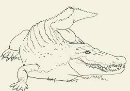 You can first of all draw a dolphin with the same guidelines as we have provided above in the section a little changes which you will need to make is giving a curved shape to the dolphin. How To Draw Crocodile Drawing And Digital Painting Tutorials Online