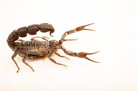 Image result for Scorodophloeus