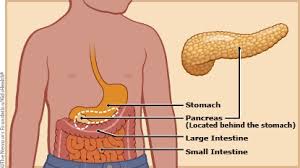 Image result for pancreas location