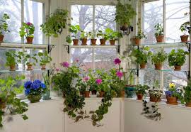 Monden • pe 19.12.2015 la 22:35. Cand Trebuie Sa Muti Plantele In Interior Si La Ce Sa Fii Atent