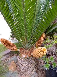 Image result for Cyathula natalensis