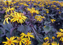 Image result for Lellingeria oosora