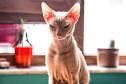 Is There a Sphynx Cat With Hair? • The Pets KB