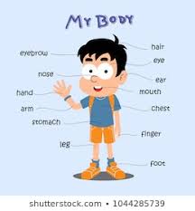 Body Part Chart Images Stock Photos Vectors Shutterstock