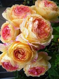 Pin On Flower Fun