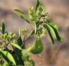 Image result for Coptosperma supra-axillare