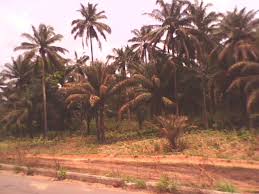 Palm Tree Palm Trees Tree Palm
