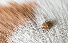 Add to that we live in the country surrounded on one side by 10,000 acres and you have a huge infestation on your hands. Steps Texas Pet Owners Should Take To Avoid Ticks