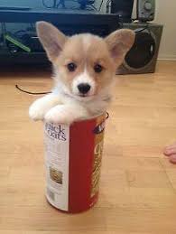 The cheapest offer starts at £100. Welsh Corgi Pets And Animals For Sale Tennessee
