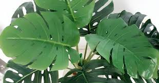 Check spelling or type a new query. Mama Ainaris Pokok Daun Monstera