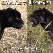 The jaguar (panthera onca) is a large felid species and the only living member of the genus panthera native to the americas. 1 Differences Between A Jaguar And A Leopard Body Structure The Jaguar Is Stockier And More Mus Black Panther Cat Jaguar Animal Black Panther Animal Facts