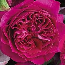 We have 67+ amazing background pictures carefully picked by our community. Garden Rose Kate Hot Pink Bulk Wholesale Blooms By The Box