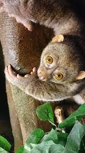 Potto Londonzoo Zoo Primates London Zoo Old World
