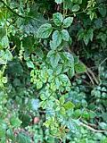 Image result for Cyphostemma glandulosissimum