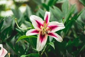 The flower's petals twinkle like the stars at night, hence its name. Stargazer Oriental Lily Plant Care Growing Guide