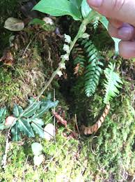 Image result for Vincetoxicum apiculatum