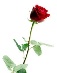 How To Dry Long Stem Roses Types Of Roses Plants Growing Roses