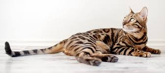 What Colors Can Bengal Cats Be? | Litter-Robot
