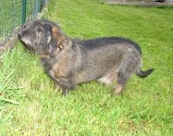 Image result for jezevčík drsnosrstý