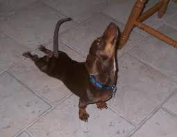 Pin By Andrea Whiteman On Dachshunds 3 Weenie Dogs Upward Facing Dog Cute Animals