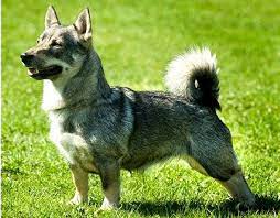 16 Swedish Vallhund Ideas Swedish Vallhund Dog Breeds Puppies