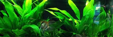 Micro sword or dwarf hairgrass, anubias nana or anubias barteri. 10 Best Freshwater Aquarium Plants For Beginners