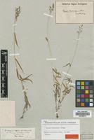 Image result for Panicum hochstetteri