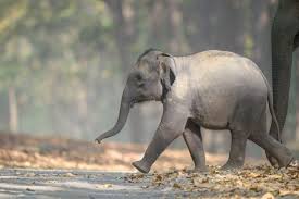 Image result for Morinda angolensis