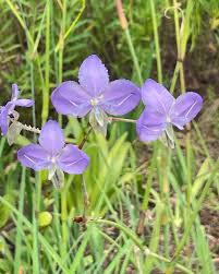 Image result for Pleiocarpa