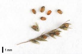 Image result for Sporobolus natalensis