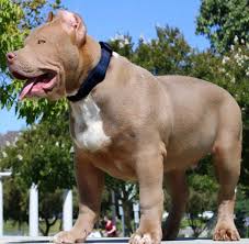 Baby Pitbull Black And Brown Champagne Xl American Bully American Bully Pitbull Bully Pitbull American Bully